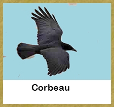 Le Corbeau - 